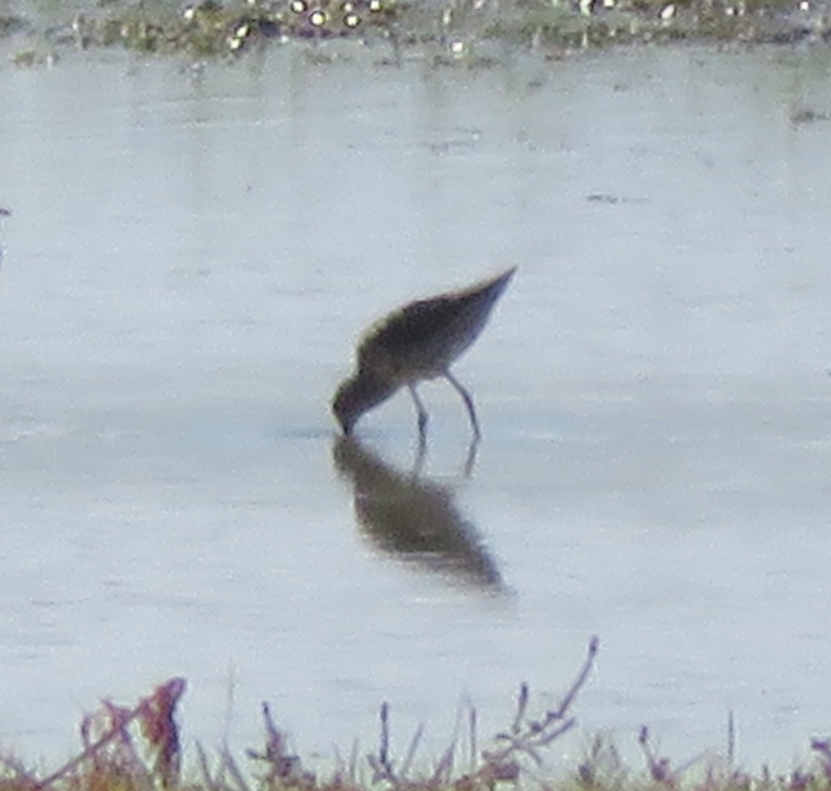 Stilt Sandpiper - ML236526791