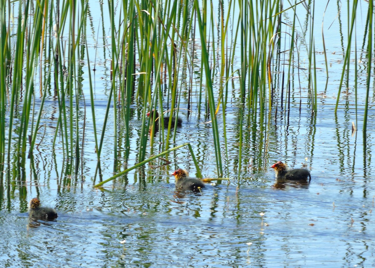 Eurasian Coot - ML236527111