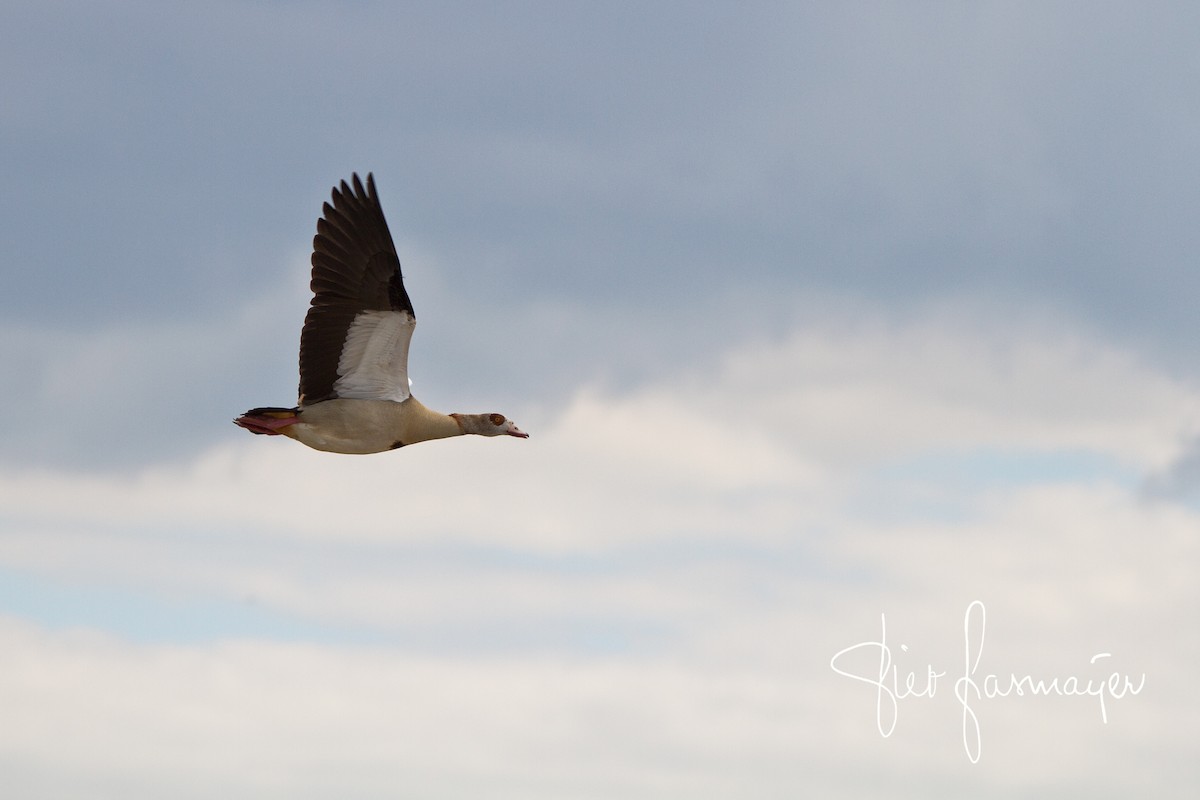 Egyptian Goose - Piet Grasmaijer