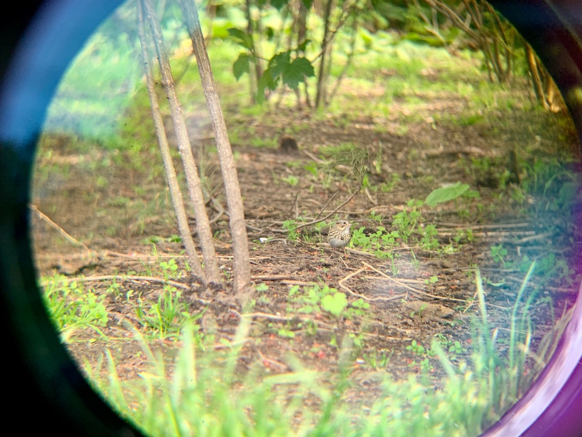 Lincoln's Sparrow - ML236528181