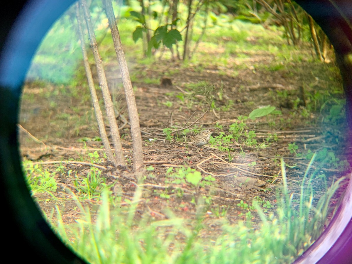 Lincoln's Sparrow - ML236528231