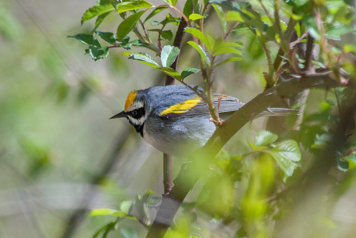 キンバネアメリカムシクイ - ML236528521