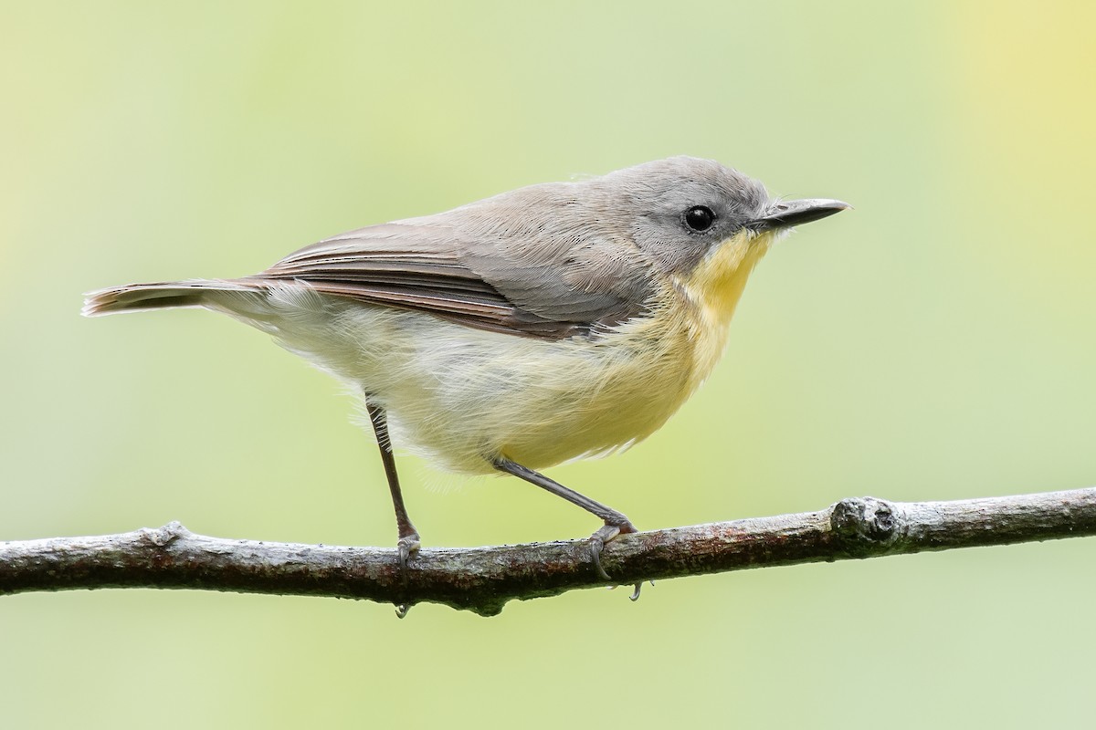 Golden-bellied Gerygone - Natthaphat Chotjuckdikul