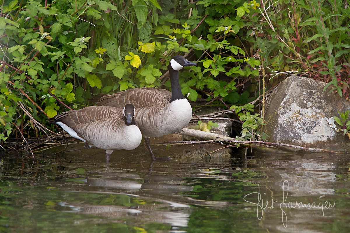 Canada Goose - Piet Grasmaijer