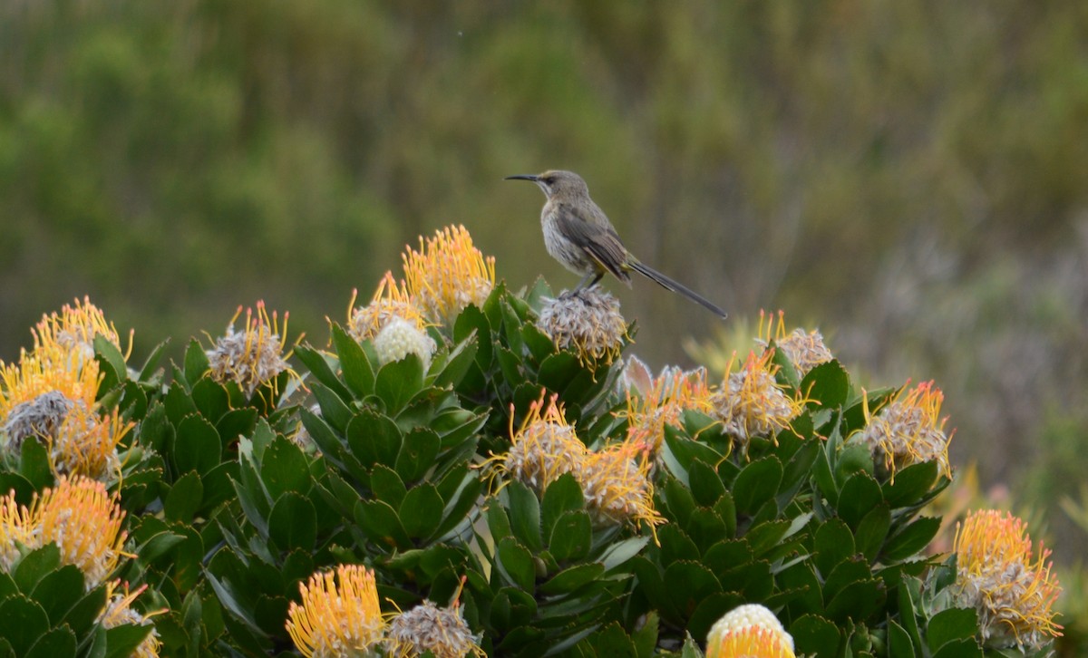 Cape Sugarbird - ML236529251