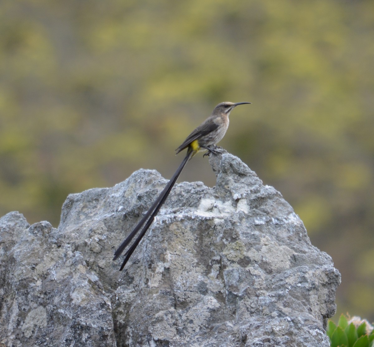 Cape Sugarbird - ML236529271