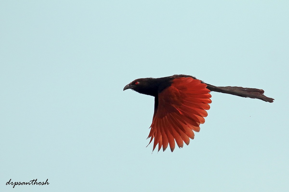 Greater Coucal - ML236529541