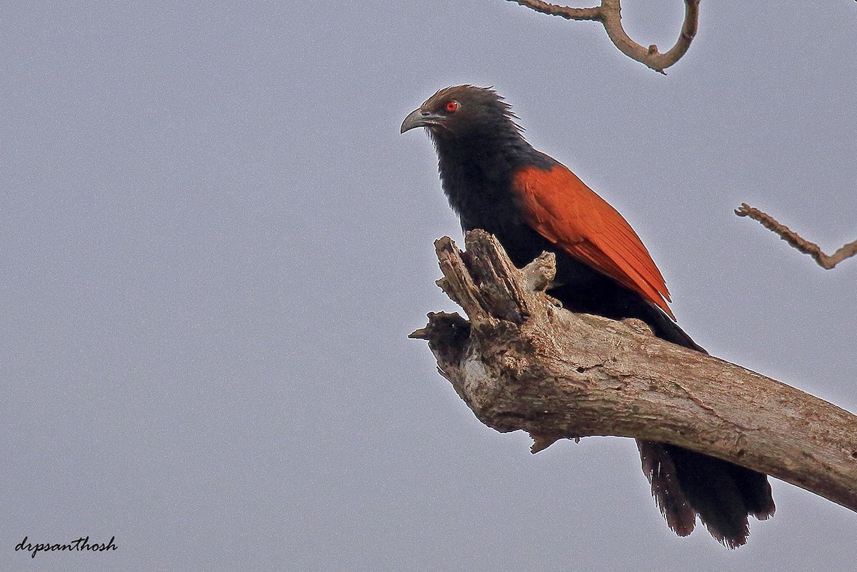 Greater Coucal - ML236529551