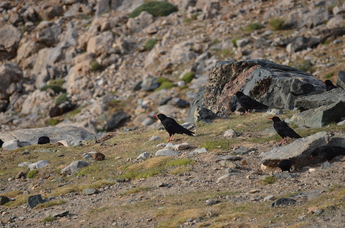 Red-billed Chough - ML236529641