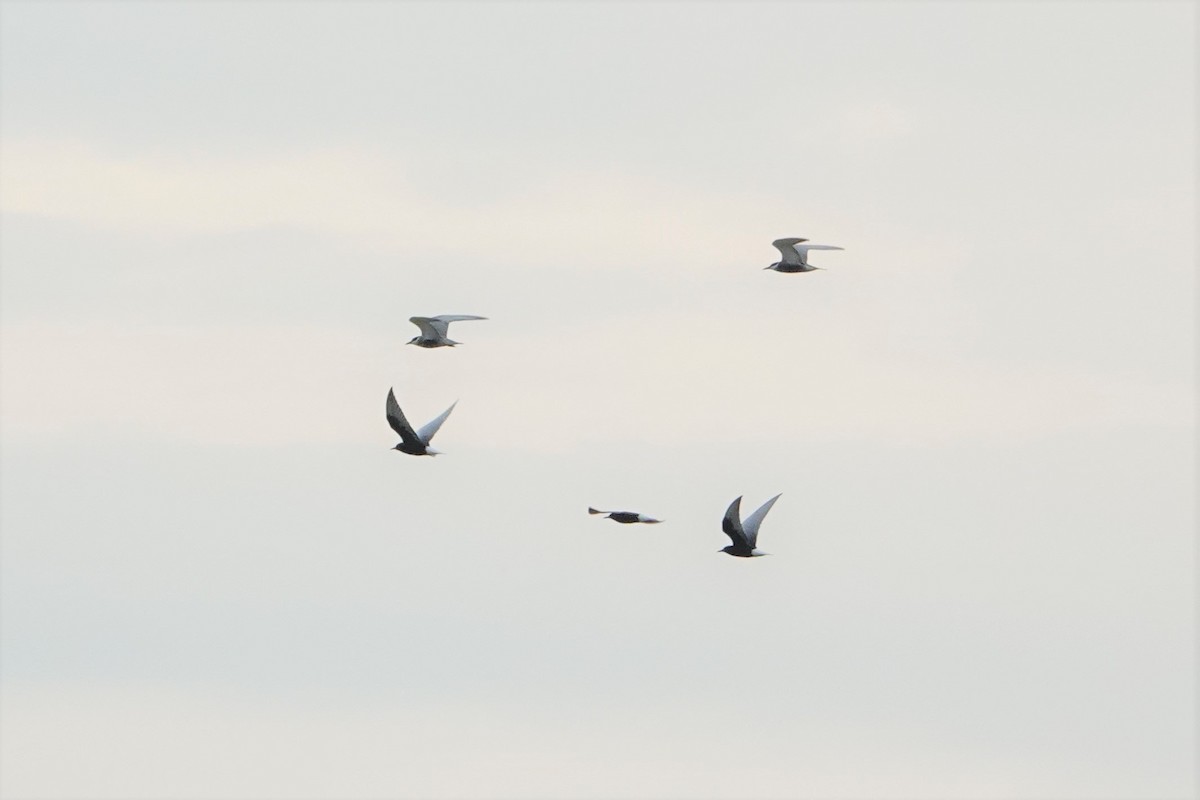 Whiskered Tern - ML236530841