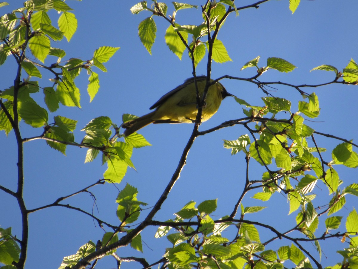Orchard Oriole - ML236535611
