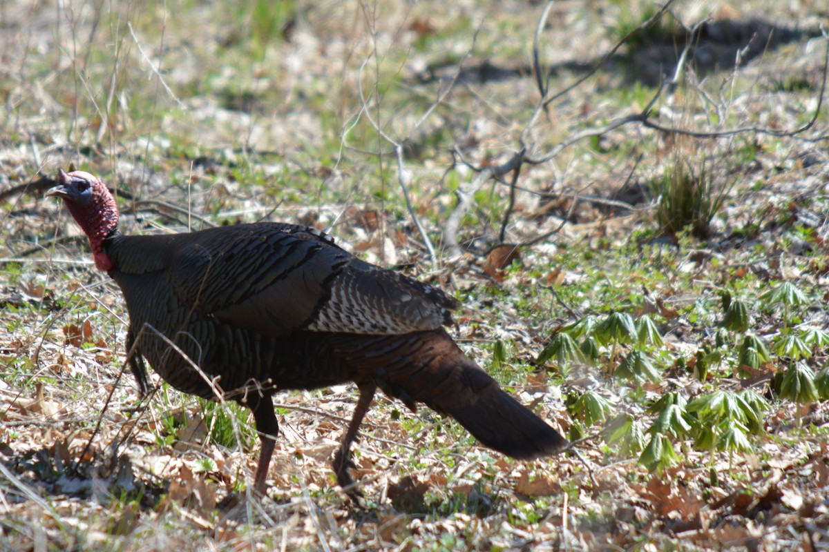 Wild Turkey - ML236537411