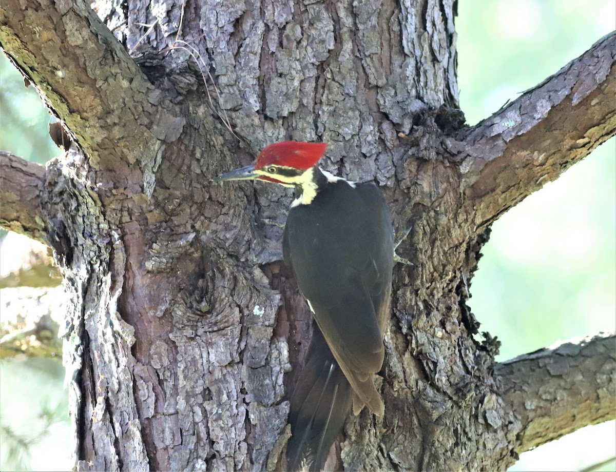 Pileated Woodpecker - Mike Riley