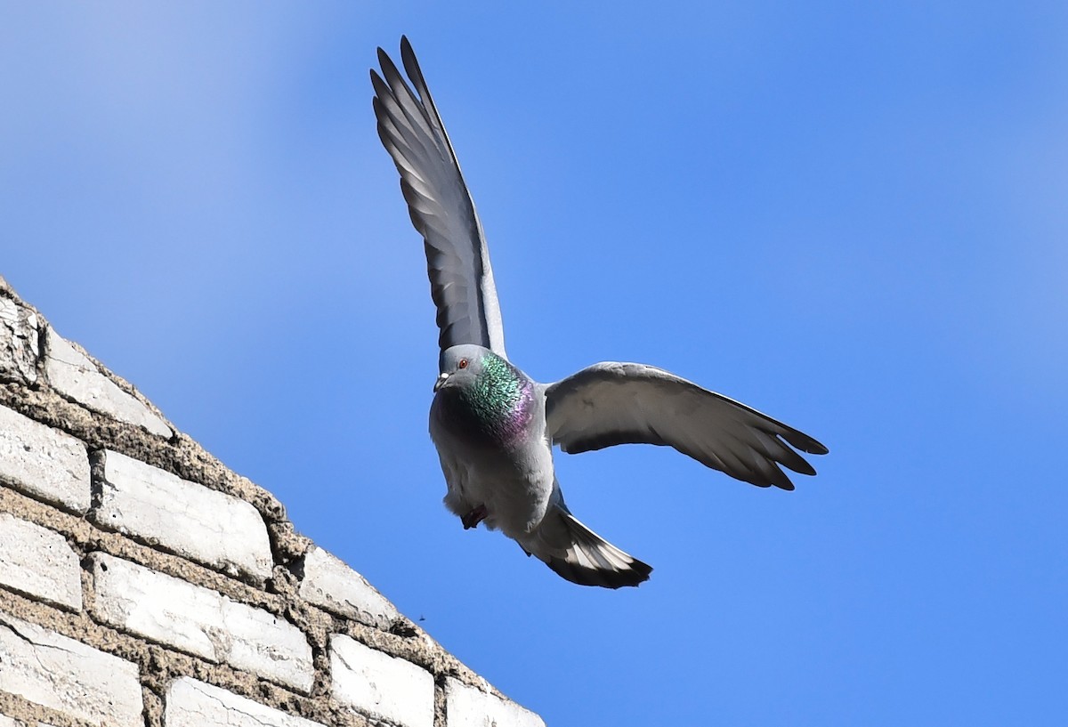 Hill Pigeon - ML236540131