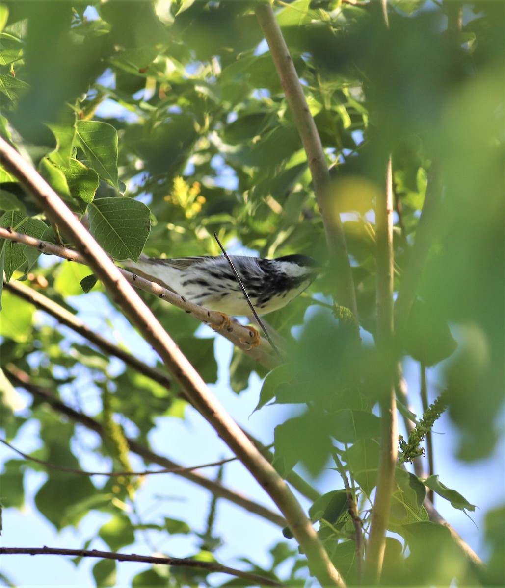 Blackpoll Warbler - ML236541851