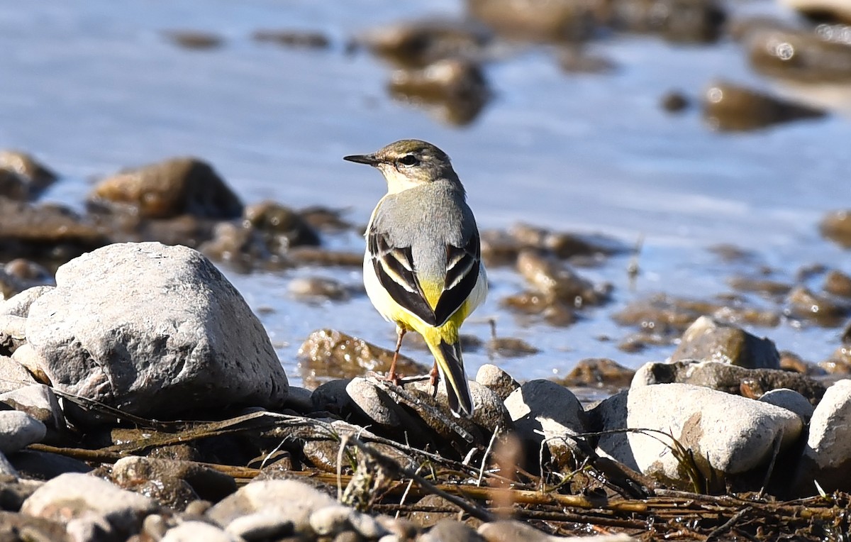 Gray Wagtail - Григорий Хасанов