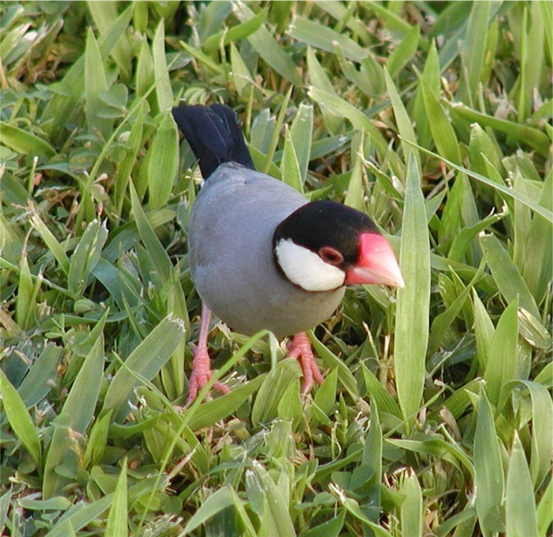 Java Sparrow - Kathryn Hart