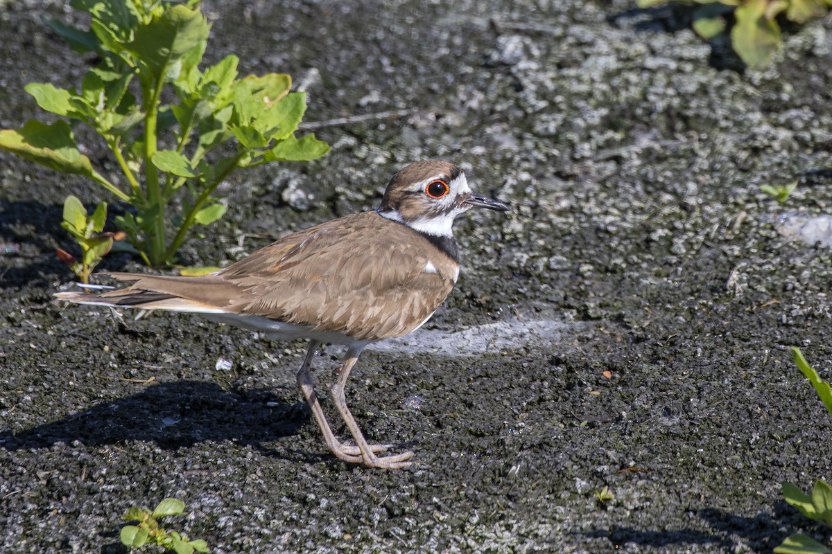 Killdeer - ML236544671