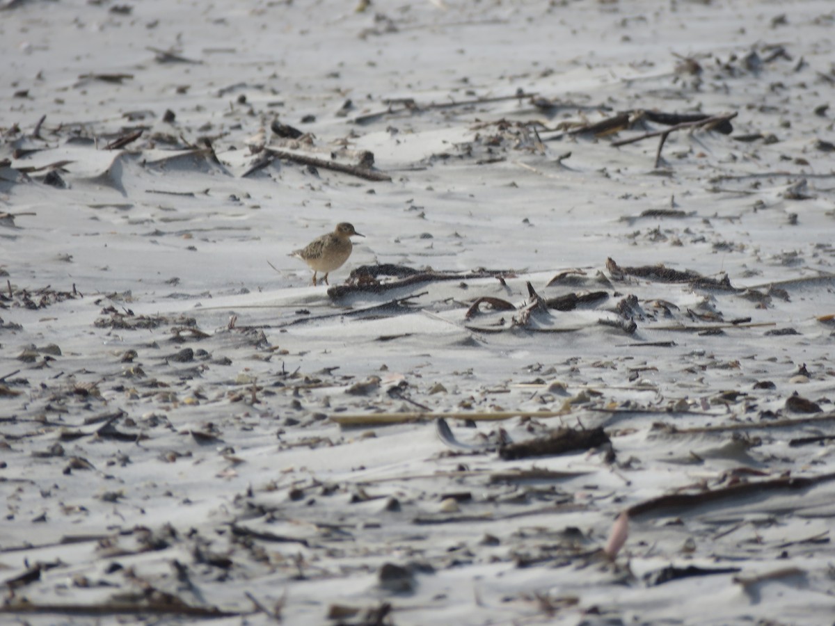 Buff-breasted Sandpiper - ML236545431