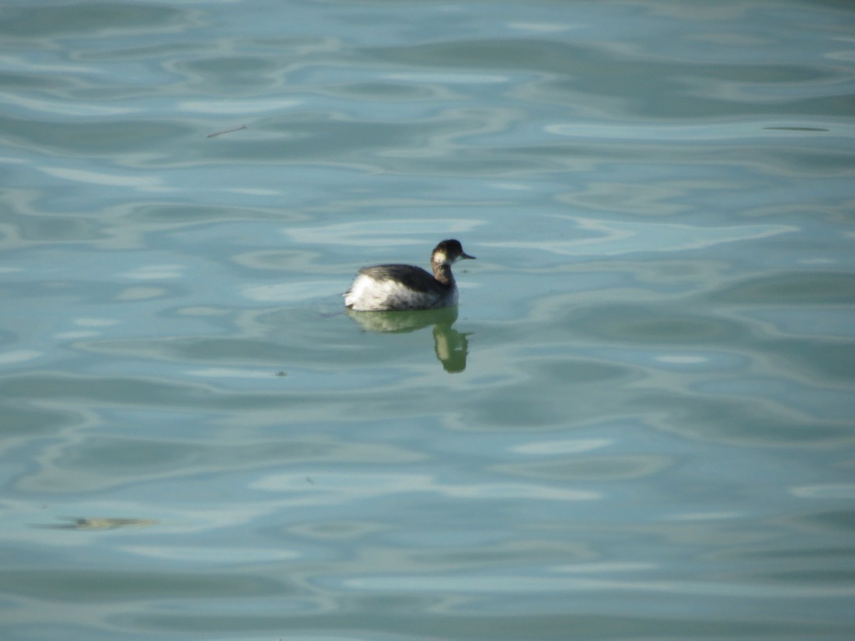 Eared Grebe - Félix  Arribas Del Álamo