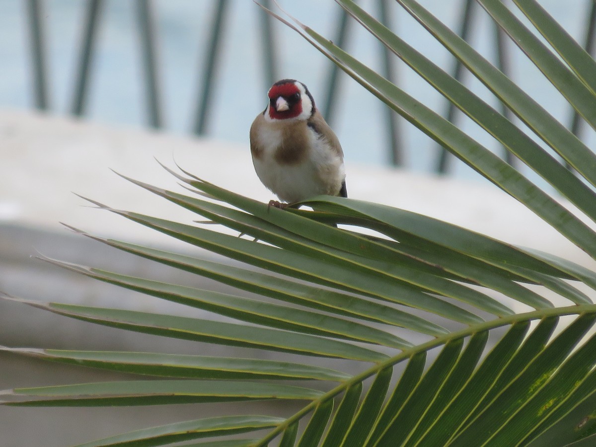 European Goldfinch - ML236547521