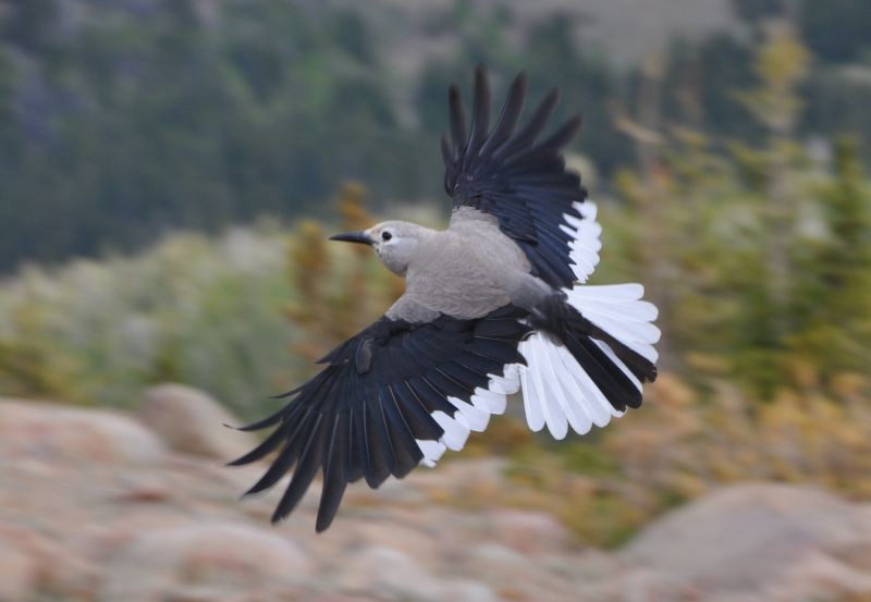 Clark's Nutcracker - Chris Butler