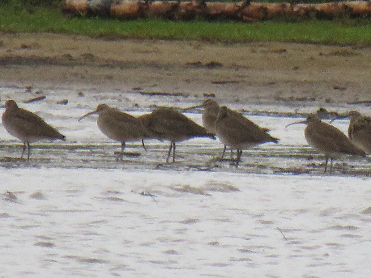 Whimbrel - ML236551621