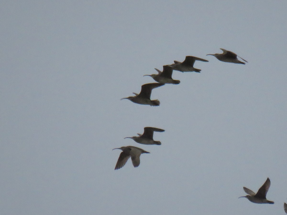 Whimbrel - ML236551771