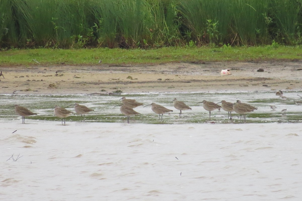 Whimbrel - ML236554231