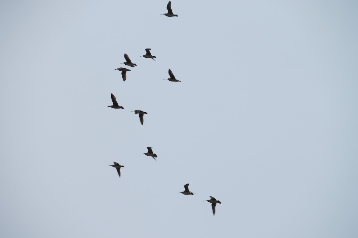 Whimbrel - ML236554241