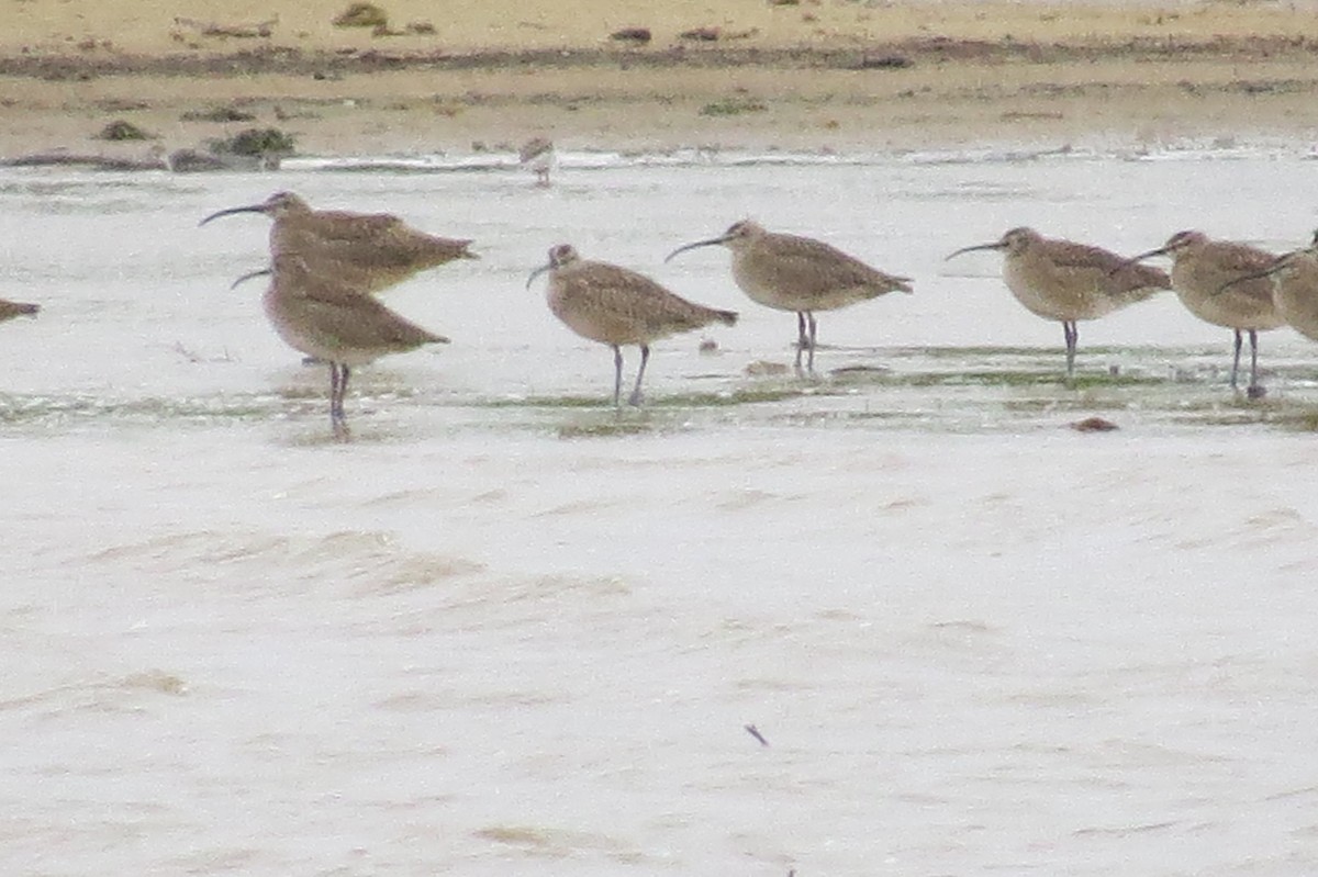 Whimbrel - ML236554251