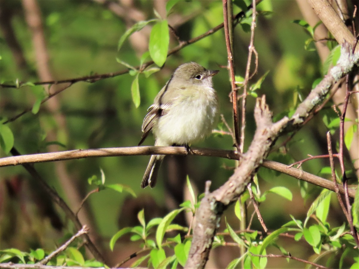 Least Flycatcher - Edward Kittredge