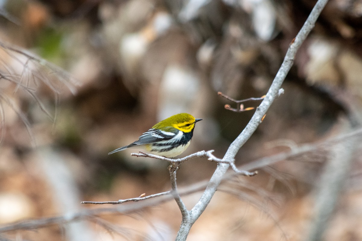 Black-throated Green Warbler - ML236554711