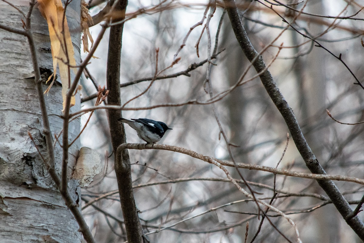 Black-throated Blue Warbler - Richard Littauer