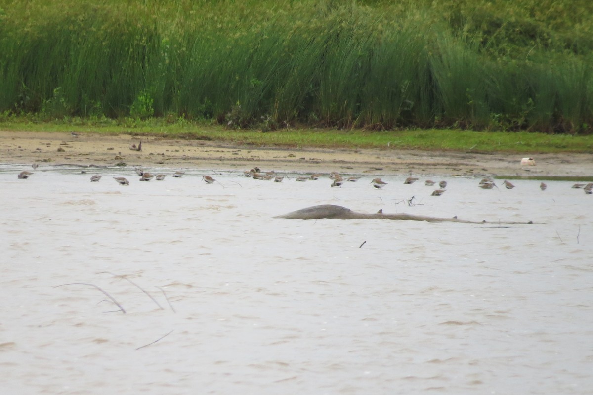 Dunlin - ML236554781