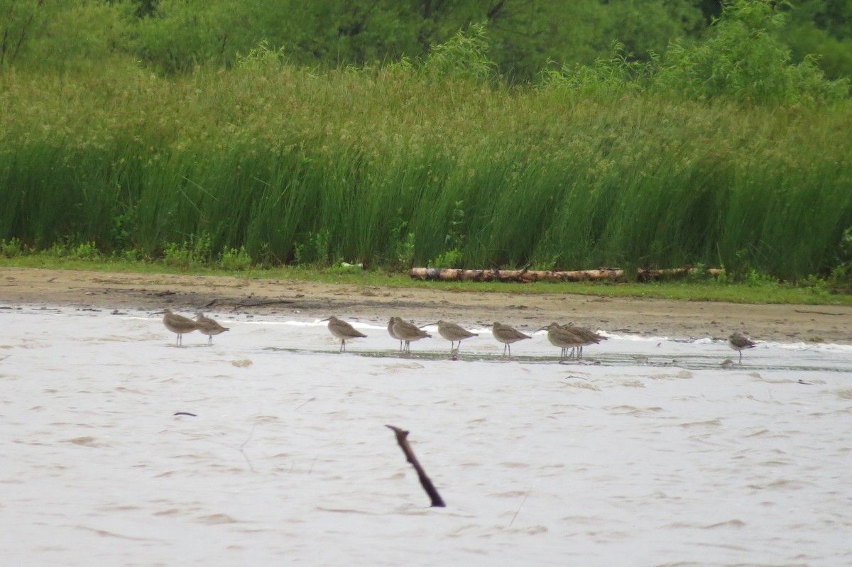 Greater Yellowlegs - ML236554871
