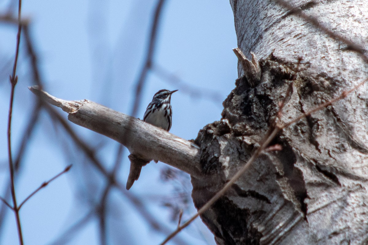 Black-and-white Warbler - Richard Littauer