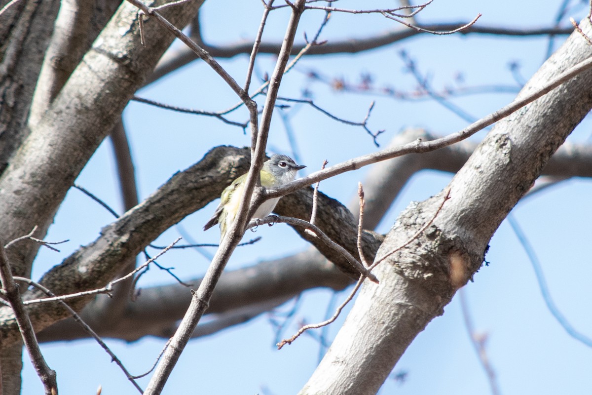 Blue-headed Vireo - ML236555131