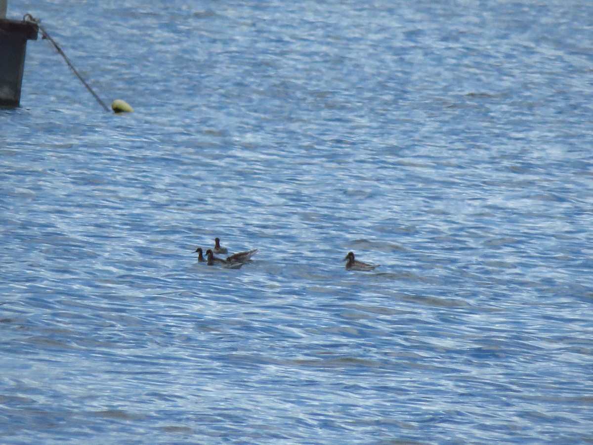 Red-necked Phalarope - Lisa Larson