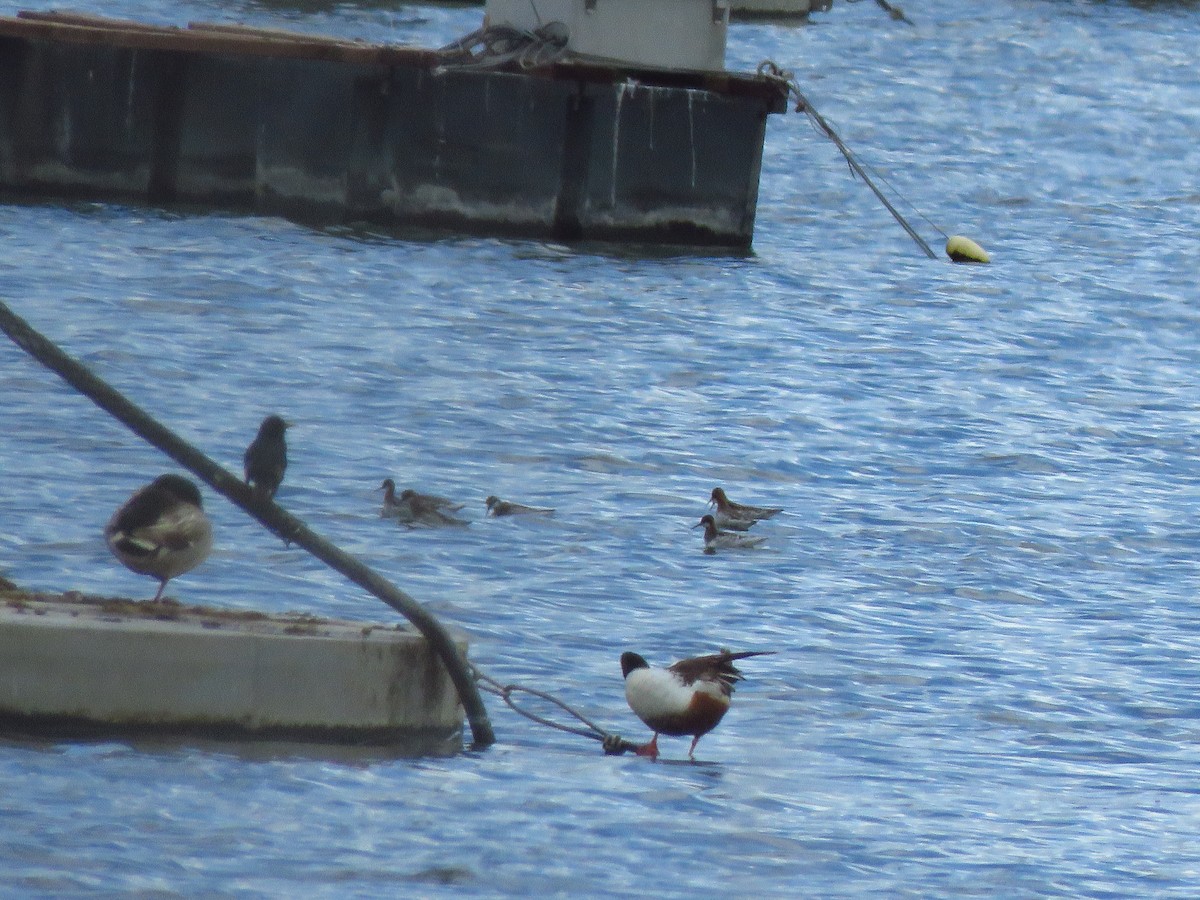 Phalarope à bec étroit - ML236556211