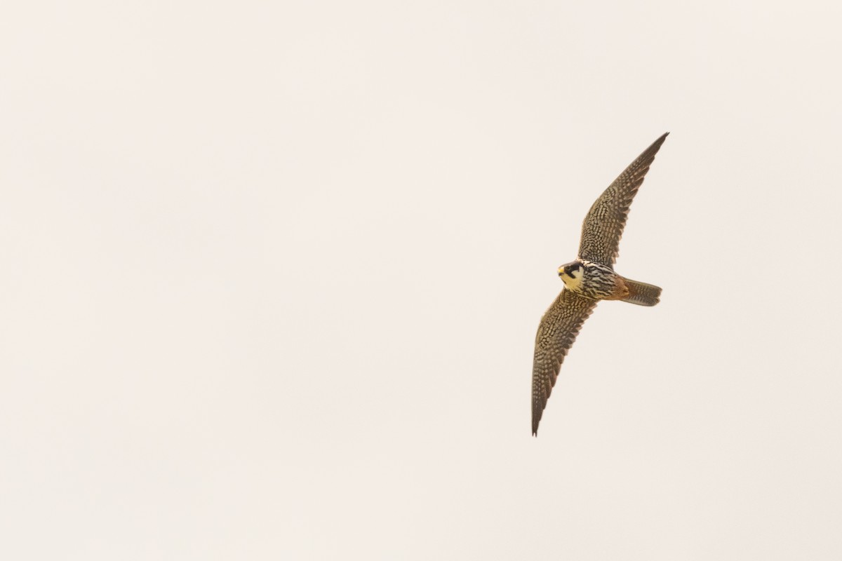 Eurasian Hobby - ML236557351