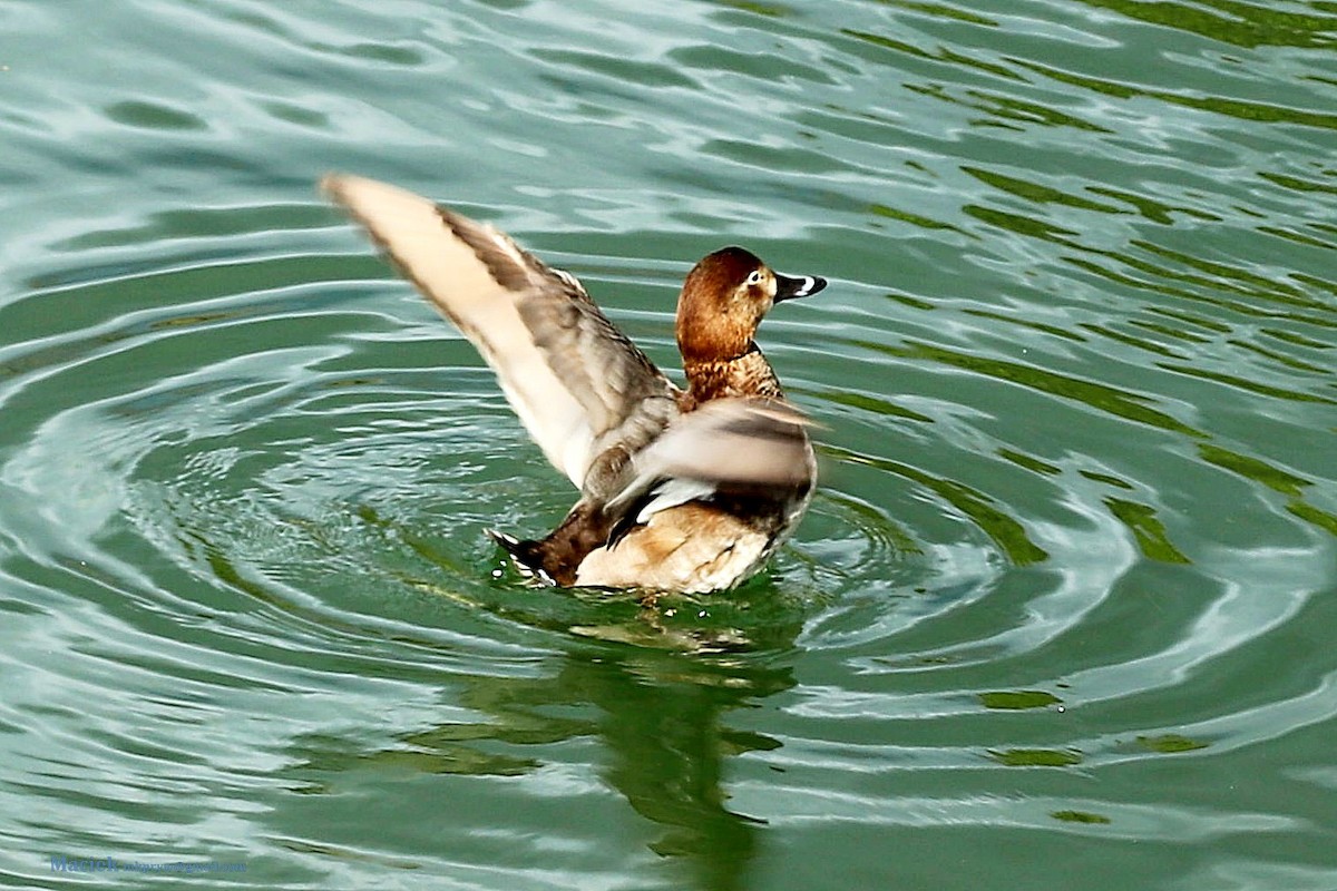 Common Pochard - ML236558141