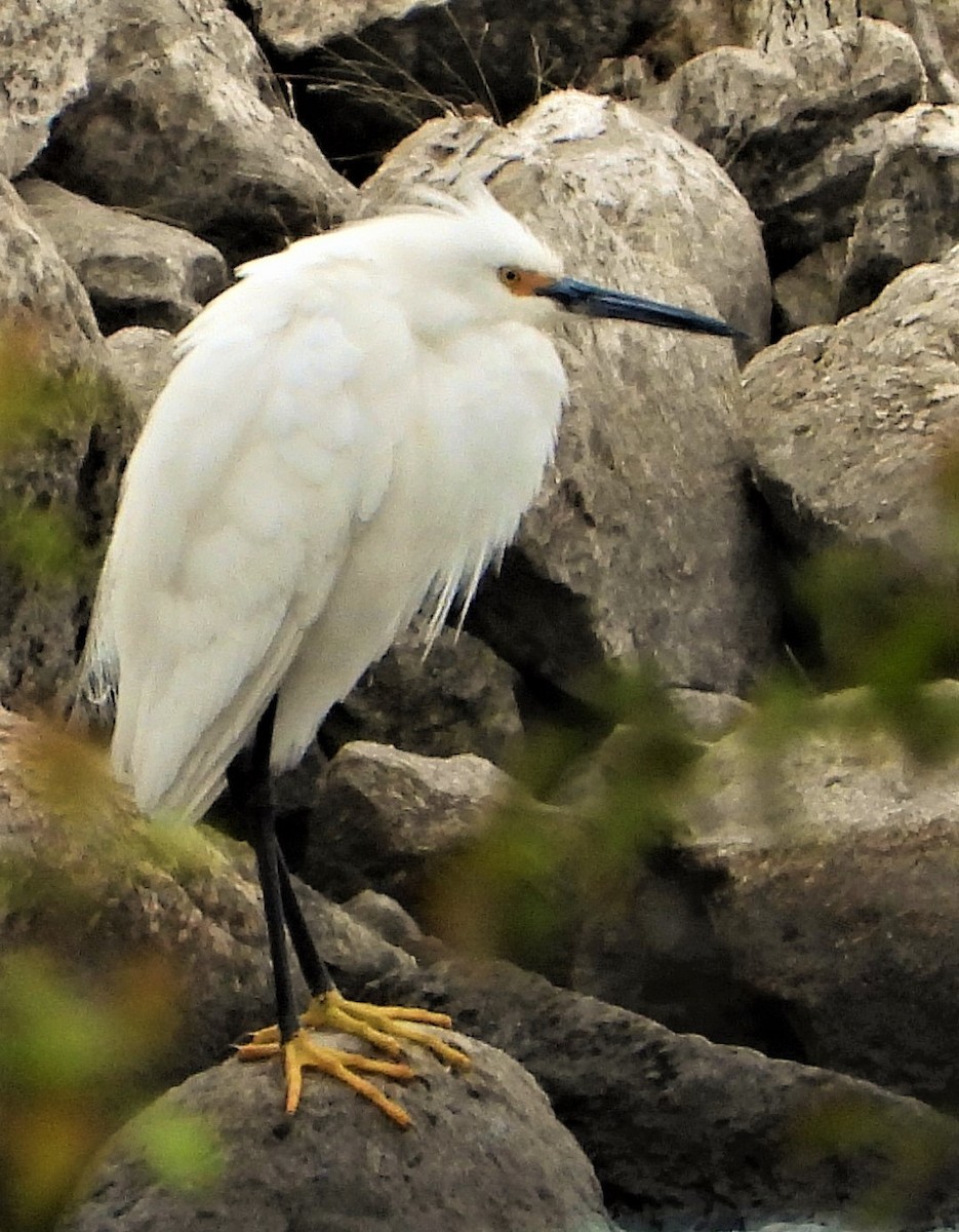 Snowy Egret - ML236560051