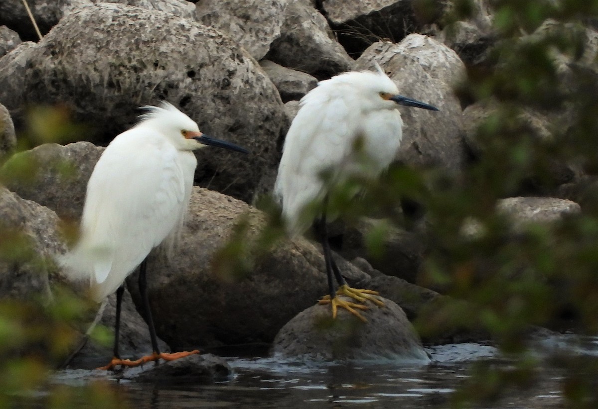 Snowy Egret - ML236560071