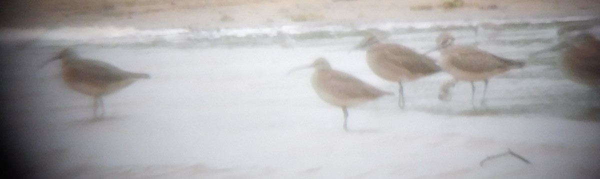 Whimbrel - ML236561671