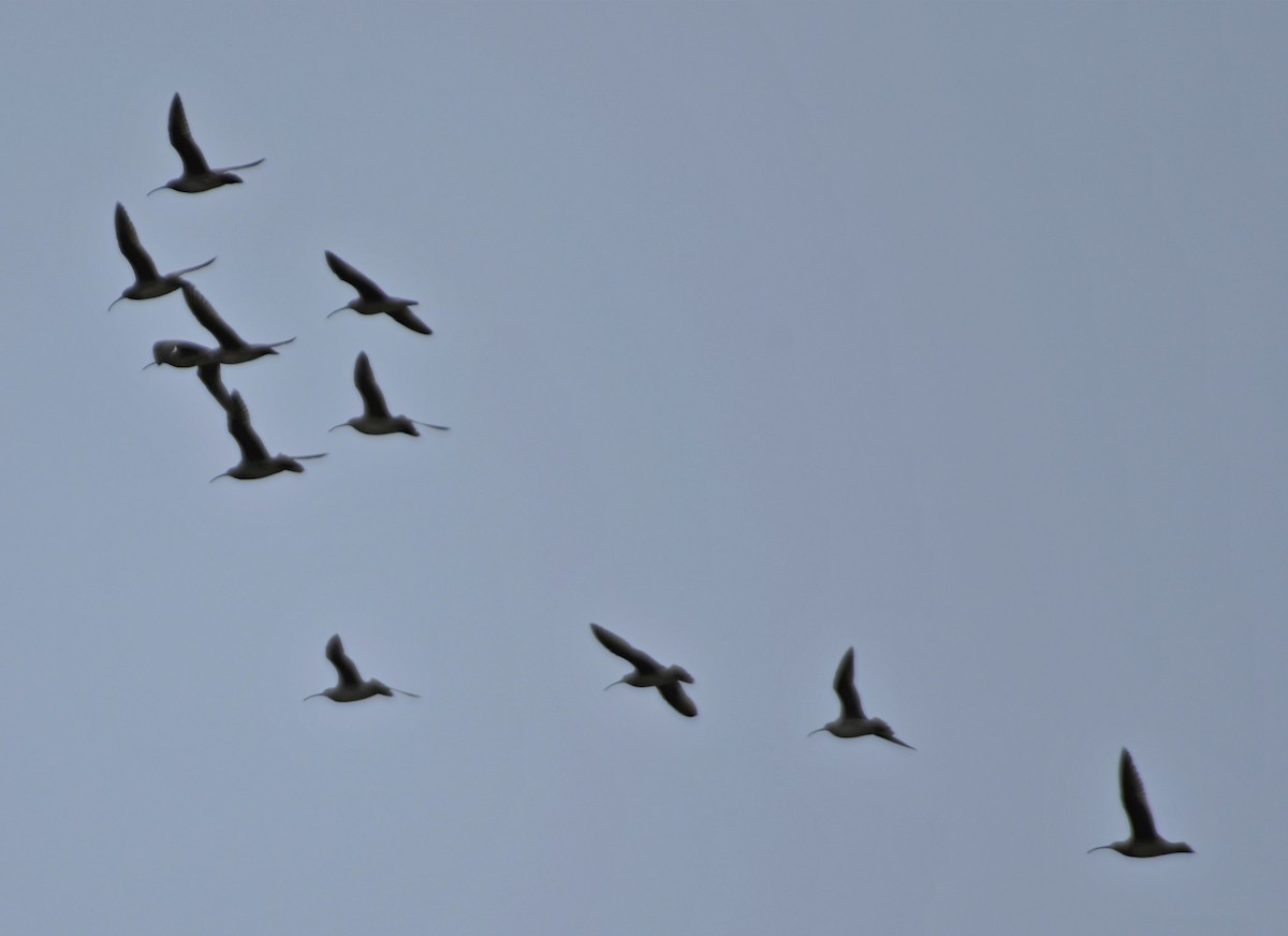 Whimbrel - ML236566881