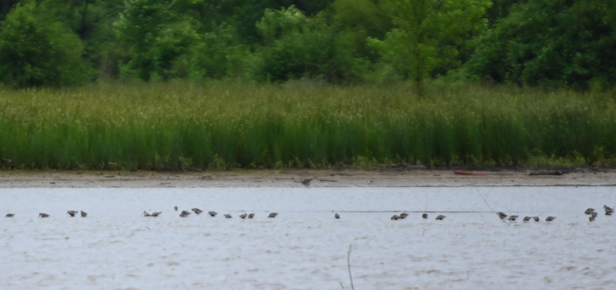 Dunlin - ML236567091