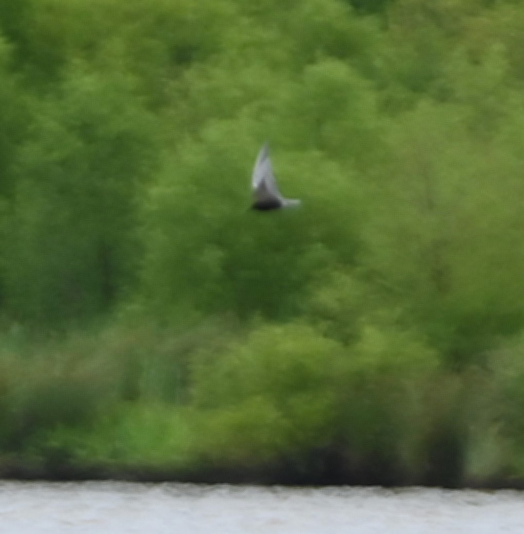 Black Tern - ML236567991
