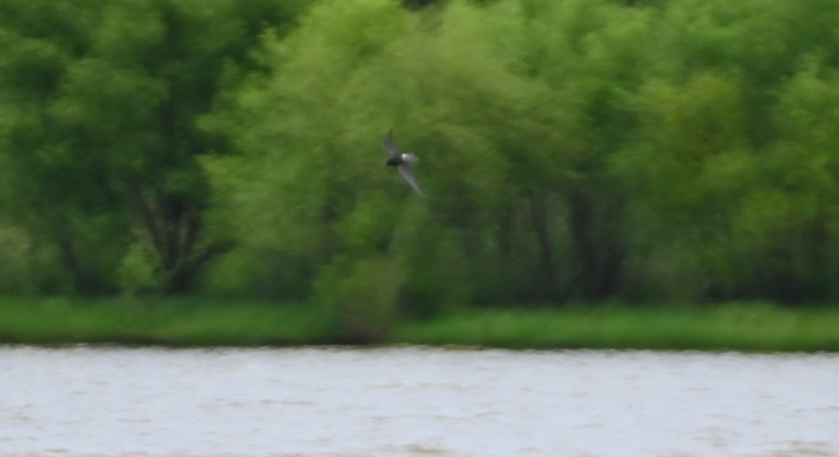 Black Tern - ML236568001