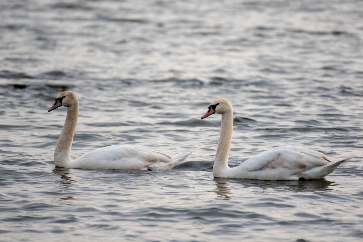 Cygne tuberculé - ML236569371